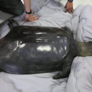 ȴ؈߀FЇ(gu)Ψһ԰Mȥ ȫHʣ3ֻ